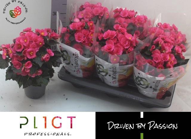 <h4>BEG HL ADONIA PINK</h4>