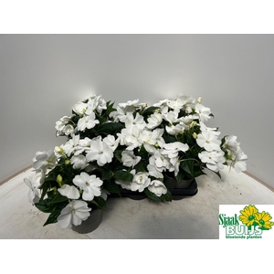 IMPAT CP WHITE