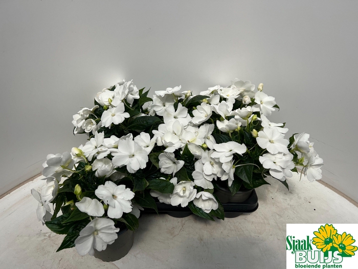 <h4>IMPAT CP WHITE</h4>
