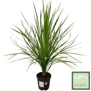 Cordyline australis 'Multistem' P30