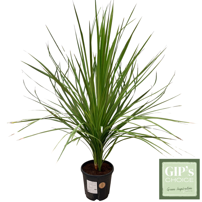 <h4>Cordyline australis 'Multistem' P30</h4>