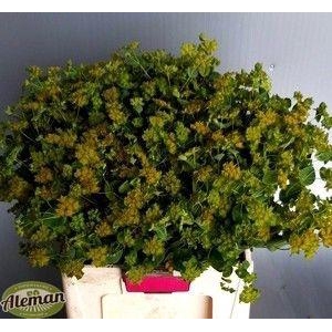 BUPLEURUM ROTUNDIFOL