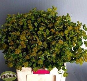 <h4>BUPLEURUM ROTUNDIFOL</h4>