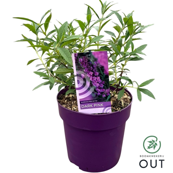 <h4>Buddleja dav. Free Petite 'Dark Pink' P19</h4>