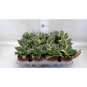 Sansevieria trifa. 'Golden Hahnii'