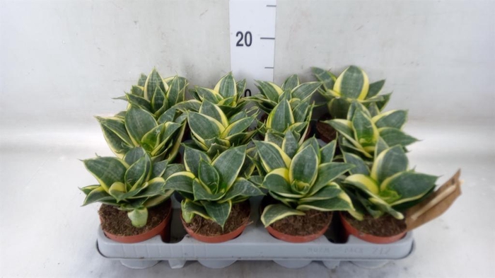<h4>Sansevieria trifa. 'Golden Hahnii'</h4>