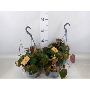Philodendron   ...