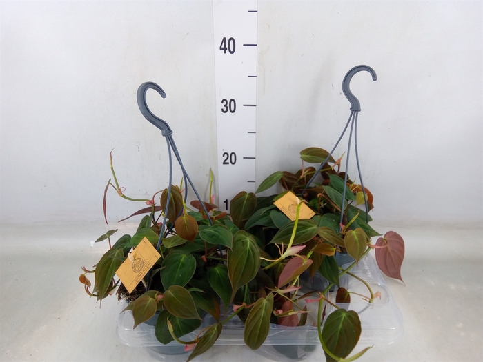 <h4>Philodendron   ...</h4>