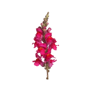 BOCA DE LEAO POTOMAC PINK EARLY 080
