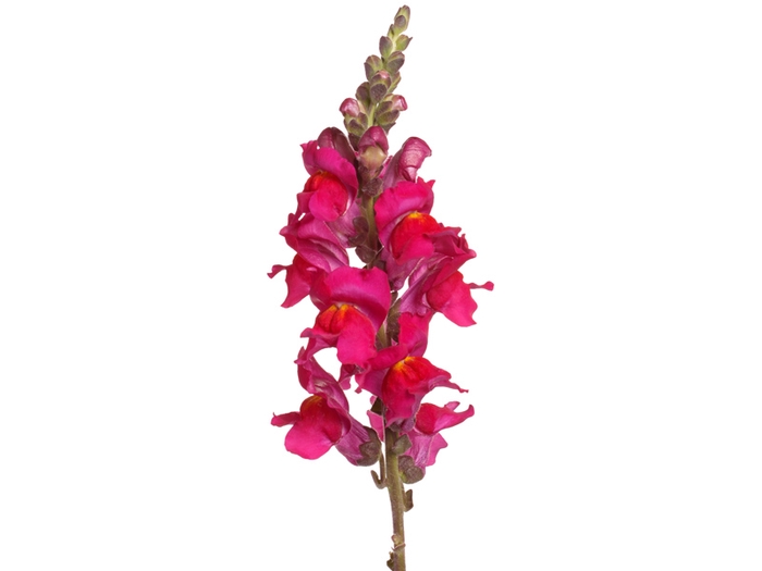 <h4>BOCA DE LEAO POTOMAC PINK EARLY 080</h4>
