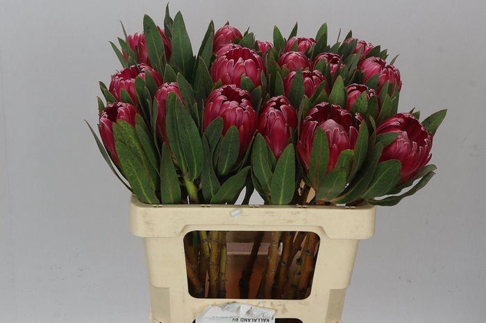 <h4>Protea Brenda</h4>