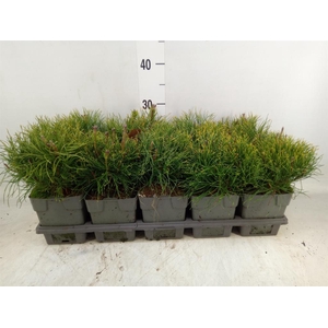 Pinus mugo subsp. mugo