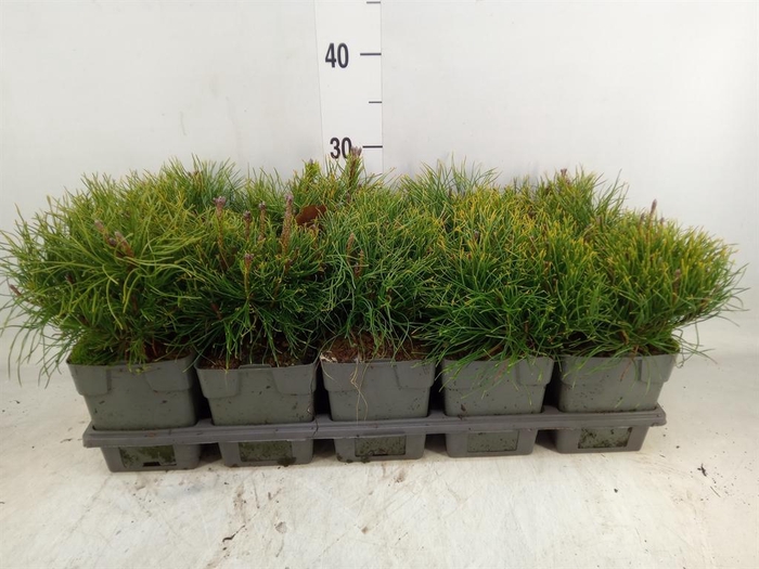 <h4>Pinus mugo subsp. mugo</h4>