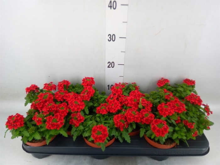 <h4>Verbena 'Drums Red'</h4>