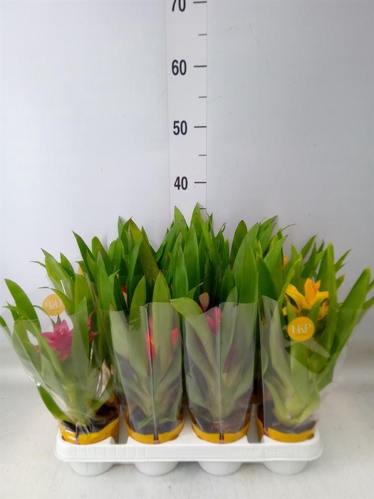 <h4>Guzmania   ...mix</h4>