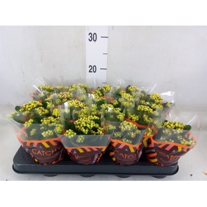 Kalanchoe blos. 'Calandiva Nolin'