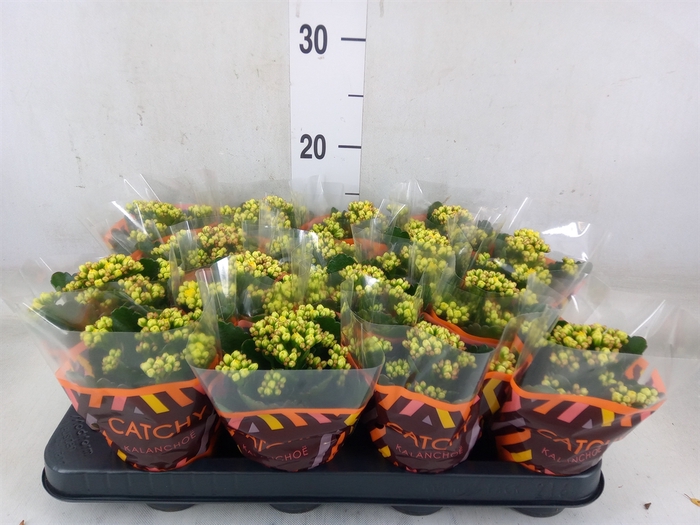 <h4>Kalanchoe blos. 'Calandiva Nolin'</h4>