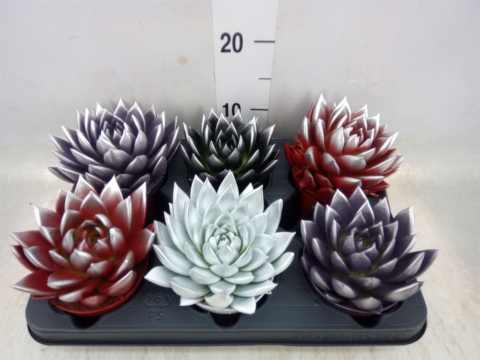 <h4>Echeveria  'Miranda'</h4>