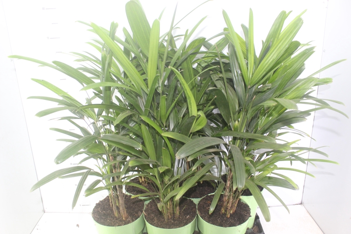 <h4>PALMEIRA RAPHIS P17</h4>