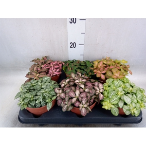 Fittonia   ...mix