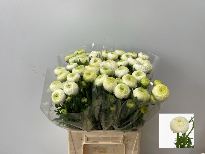 <h4>Ran Aazur White</h4>