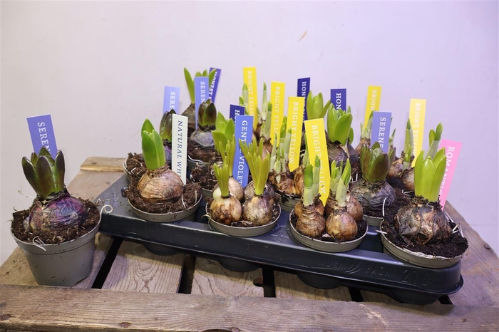 <h4>Bolbloemen Gem</h4>