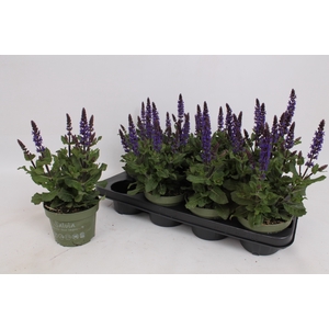 SALVIA NE SE DP BLUE