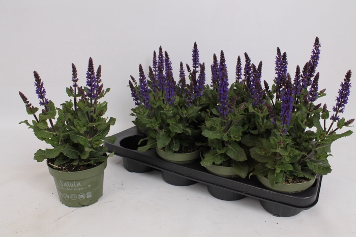 <h4>SALVIA NE SE DP BLUE</h4>