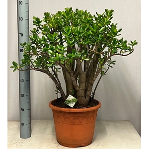 CRASS OVATA