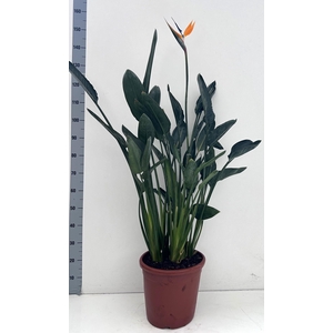 STRELITZIA REGIN BL