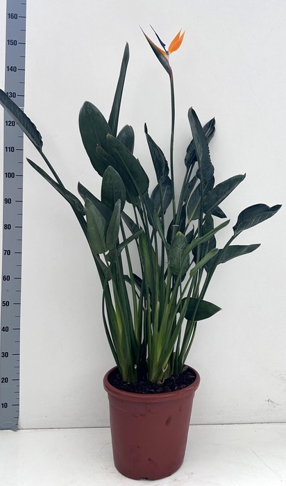 <h4>STRELITZIA REGIN BL</h4>