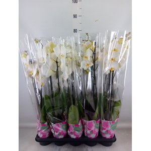 Phalaenopsis   ...white