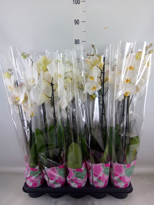 <h4>Phalaenopsis   ...white</h4>