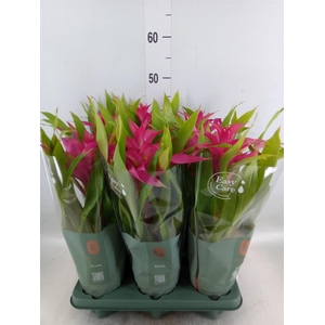 Guzmania  'Deseo Pink'