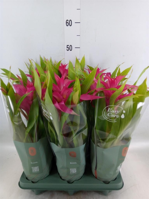 <h4>Guzmania  'Deseo Pink'</h4>