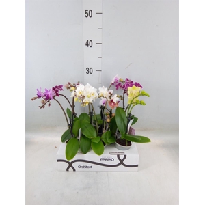 Phalaenopsis   ...mini