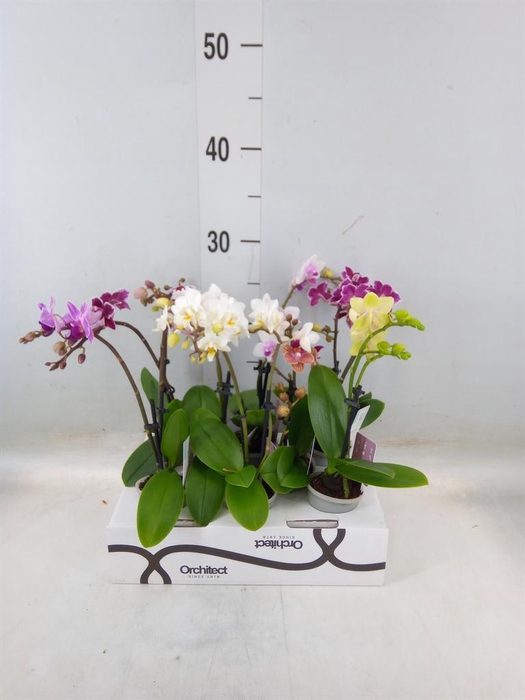<h4>Phalaenopsis   ...mini</h4>
