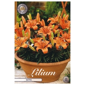 Lilium Matrix x3 14/16