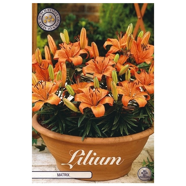 <h4>Lilium Matrix x3 14/16</h4>