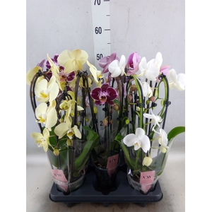 Phalaenopsis  'Elegant Cascade'