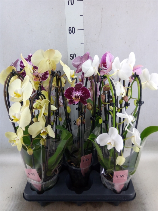 <h4>Phalaenopsis  'Elegant Cascade'</h4>