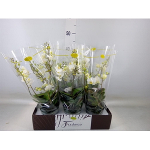 Phalaenopsis multi.   ...white