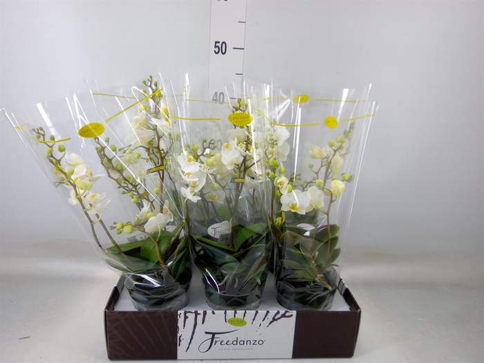 <h4>Phalaenopsis multi. ...white</h4>