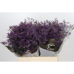 Limonium ov Piuma Sky
