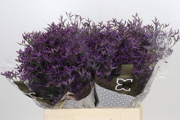 <h4>Limonium ov Piuma Sky</h4>