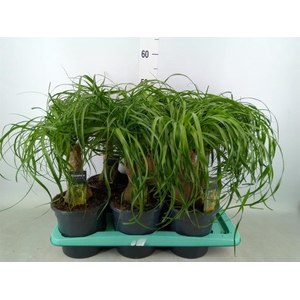 Beaucarnea recurvata