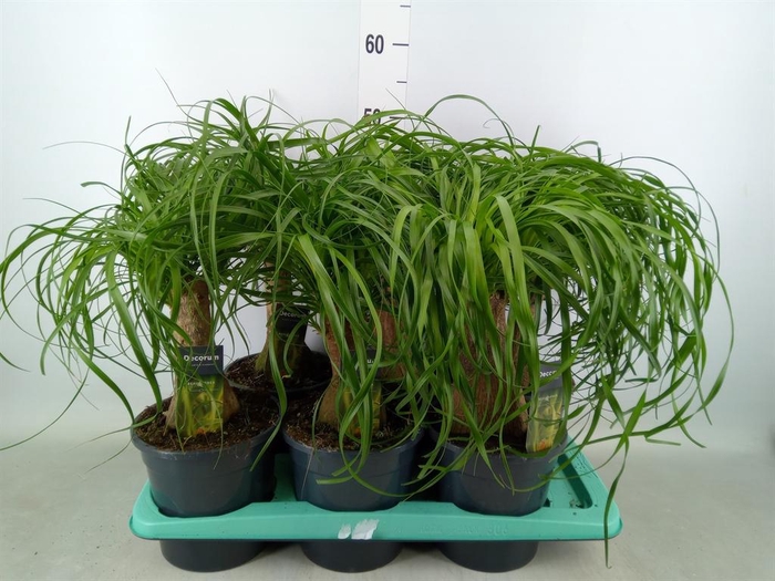 <h4>Beaucarnea recurvata</h4>