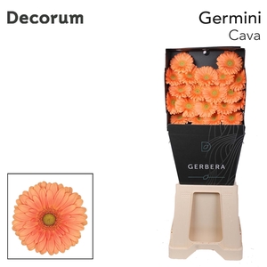 Germini Cava Diamond