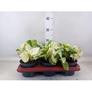 Epipremnum pinn. 'Happy Leaf'