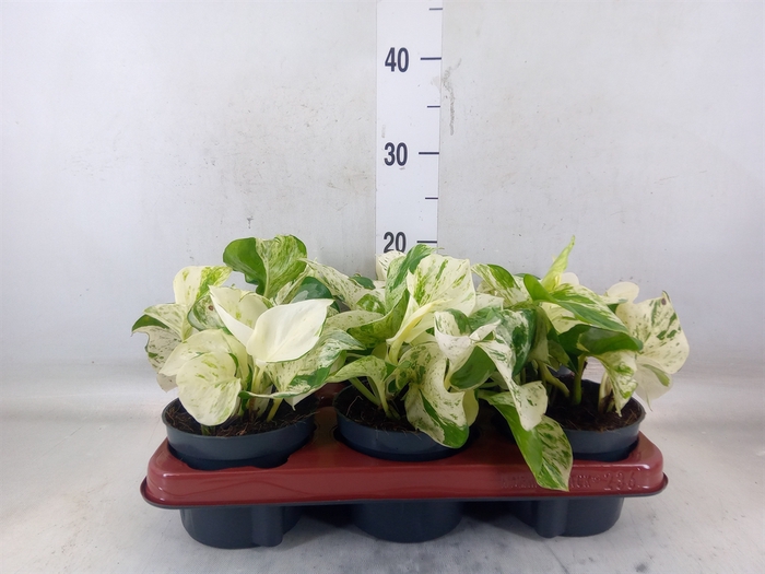 <h4>Epipremnum pinn. 'Happy Leaf'</h4>